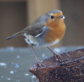 Rødstrupe (Erithacus rubecula)