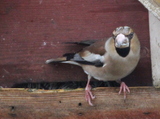 Kjernebiter (Coccothraustes coccothraustes)