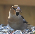 Kjernebiter (Coccothraustes coccothraustes)