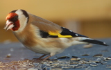 Stillits (Carduelis carduelis)