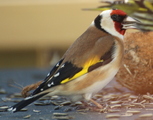 Stillits (Carduelis carduelis)