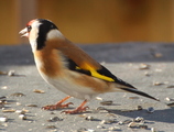 Stillits (Carduelis carduelis)