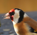 Stillits (Carduelis carduelis)