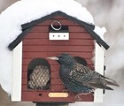 Stær (Sturnus vulgaris)