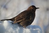 Svarttrost (Turdus merula)