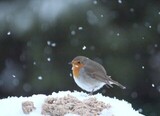 Rødstrupe (Erithacus rubecula)