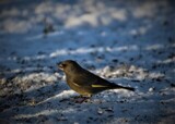 Grønnfink (Carduelis chloris)