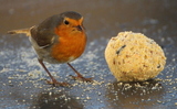 Rødstrupe (Erithacus rubecula)