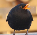 Svarttrost (Turdus merula)