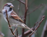 Gråspurv (Passer domesticus)