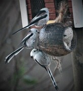 Stjertmeis (Aegithalos caudatus)