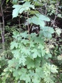 Platanlønn (Acer pseudoplatanus)