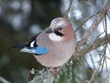 Nøtteskrike (Garrulus glandarius)