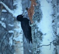 Black Woodpecker (Dryocopus martius)