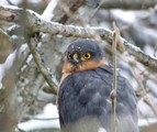 Spurvehauk (Accipiter nisus)