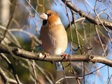 Kjernebiter (Coccothraustes coccothraustes)