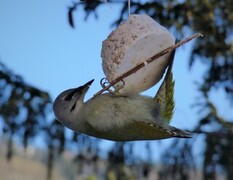 Gråspett (Picus canus)