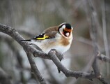 Stillits (Carduelis carduelis)