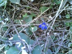 Blåveis (Hepatica nobilis)