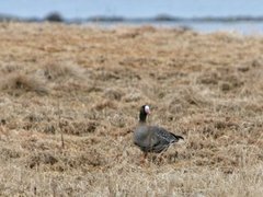 Greater White-fronted Goose (Anser albifrons)