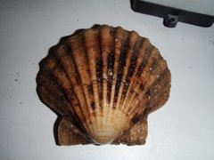 Stort kamskjell (Pecten maximus)