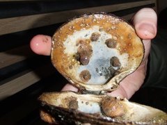 Sea cucumbers (Holothuroidea)