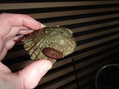 Chiton (Polyplacophora)