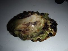 Dypøsters (Crassostrea gigas)