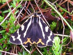 Wood Tiger (Parasemia plantaginis)