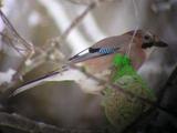 Nøtteskrike (Garrulus glandarius)