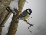 Kjøttmeis (Parus major)