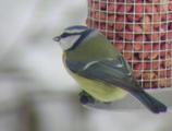 Blåmeis (Cyanistes caeruleus)