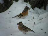 Bjørkefink (Fringilla montifringilla)