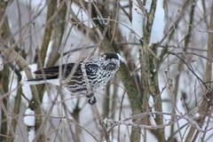 Nøttekråke (Nucifraga caryocatactes)