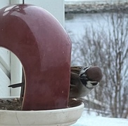 Eurasian Tree Sparrow (Passer montanus)