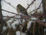 Bokfink (Fringilla coelebs)