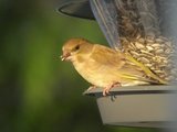 Grønnfink (Carduelis chloris)