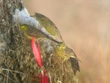 Gulspurv (Emberiza citrinella)