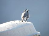 Linerle (Motacilla alba)