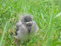 Linerle (Motacilla alba)