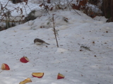 Trekryper (Certhia familiaris)