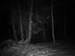 Pine Marten (Martes martes)