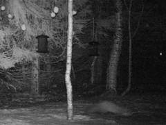 Pine Marten (Martes martes)