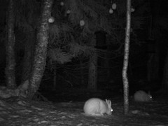 Mountain hare (Lepus timidus)