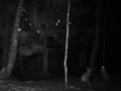Mountain hare (Lepus timidus)