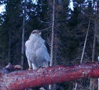 Hønsehauk (Accipiter gentilis)