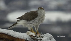 Hønsehauk (Accipiter gentilis)