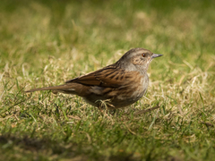 Hedge Accentor (Prunella modularis)