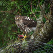 Spurvehauk (Accipiter nisus)