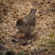 Munk (Sylvia atricapilla)